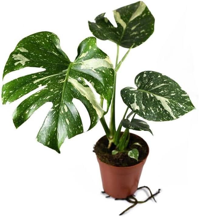 Thai Constellation Monstera - Live Plant in A 4 inch Nursery Pot - Monstera Deliciosa 'Thai Constellation' - Product image 1