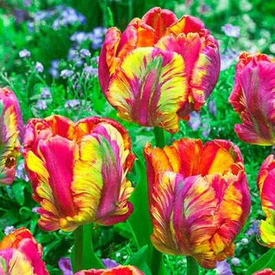 10 Parrot Tulip Bulbs for Planting - Easy to Grow Perennial Tulips (Rainbow) - Product image 1